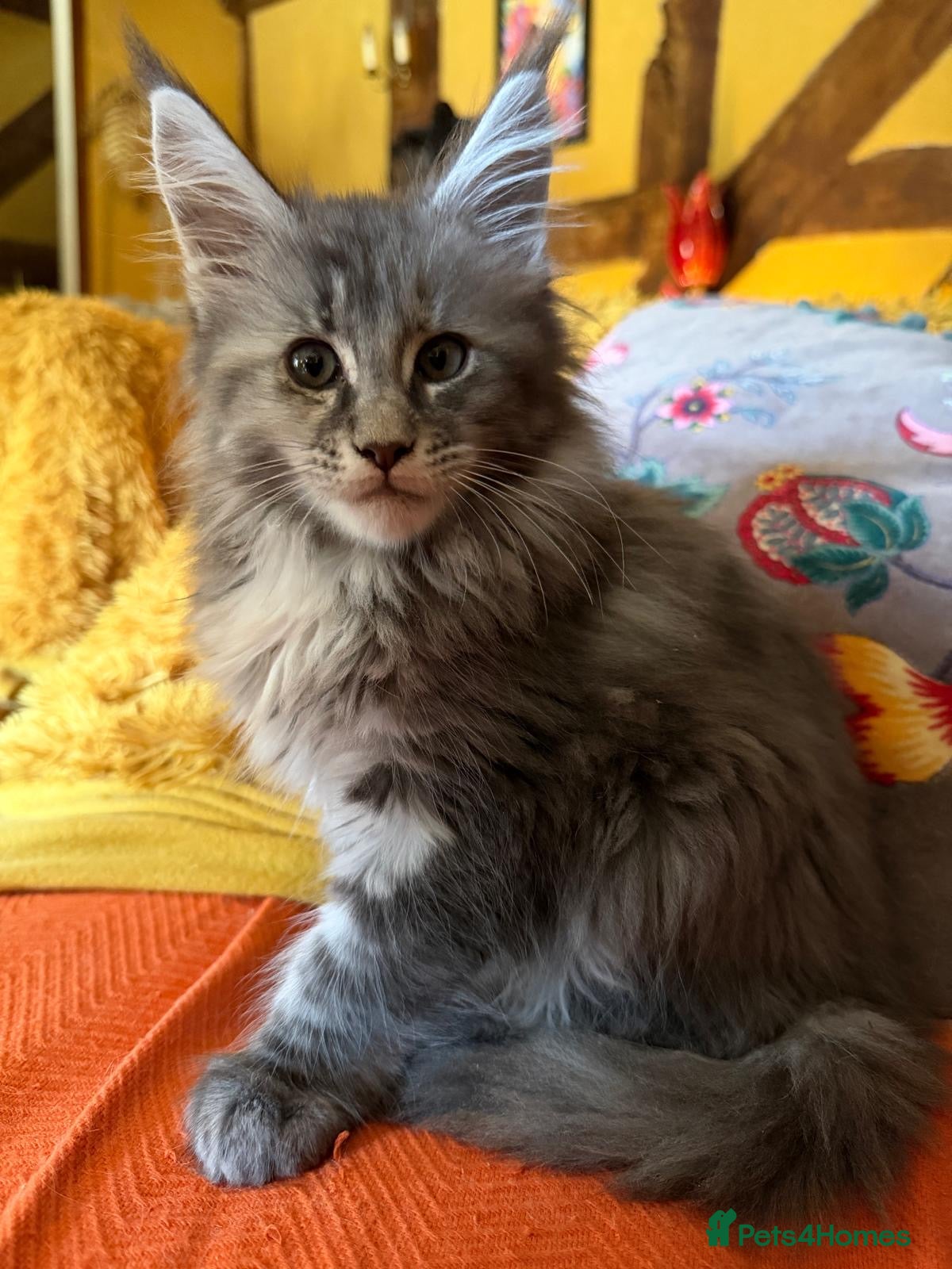 Maine Coon cats Maine Coon kittens, TICA reg, one girl left - Advert 6