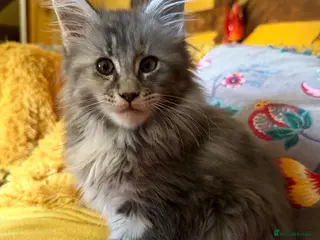 Maine Coon cats Maine Coon kittens, TICA reg, one girl left - Advert 6