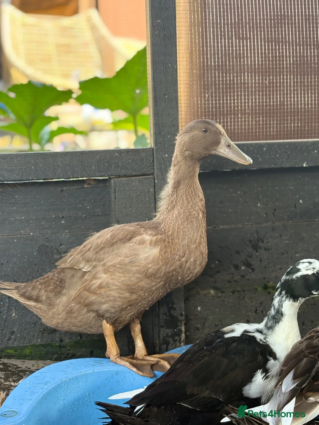 Ducks poultry for sale: Ducklings for sale cherry valley khaki campbells - Advert 4