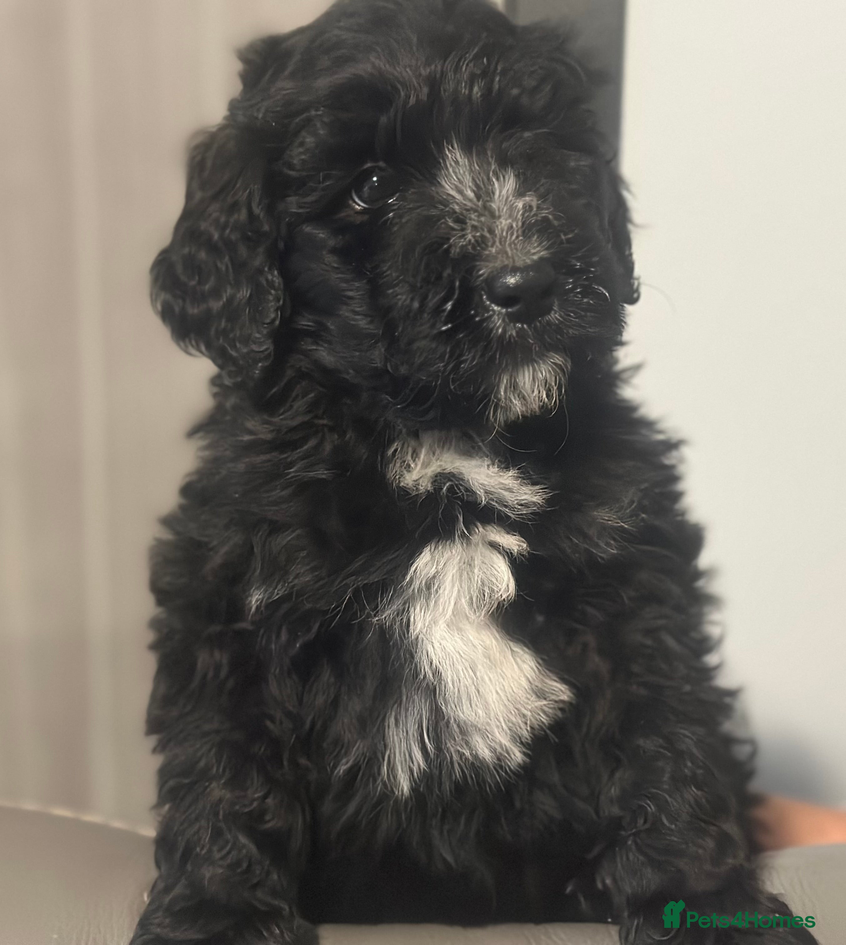 Bernedoodle dogs F1 STANDARD BERNADOODLE LAST 2 BOYS AVAILABLE - Advert 13