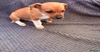 Jack Russell dogs - Advert 14