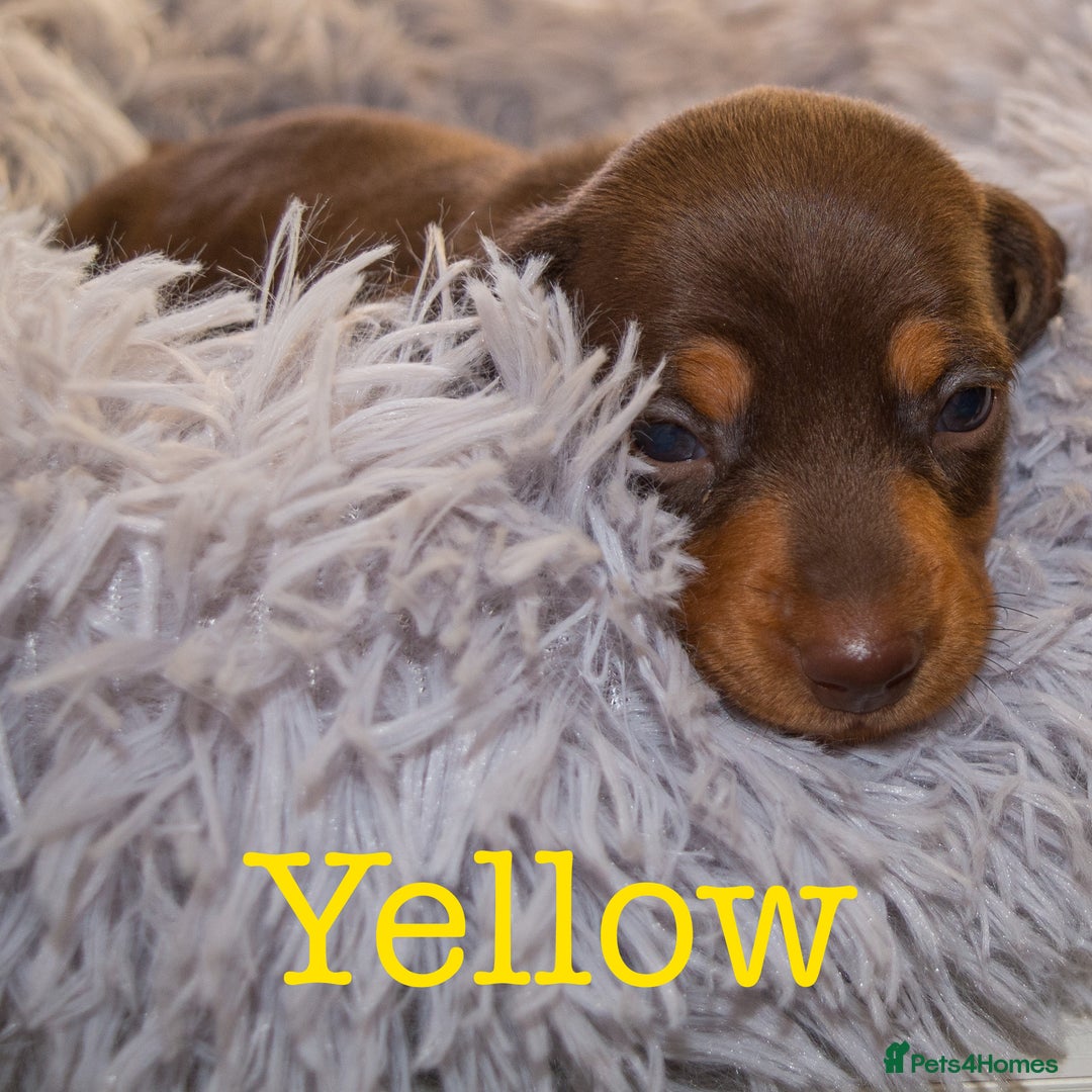 Miniature Dachshund dogs for sale: 4 KC Reg Miniature Dachshund - 3 Boys & 1 Girl - Advert 8