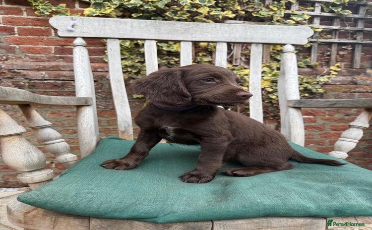 Sprocker dogs - Advert 3