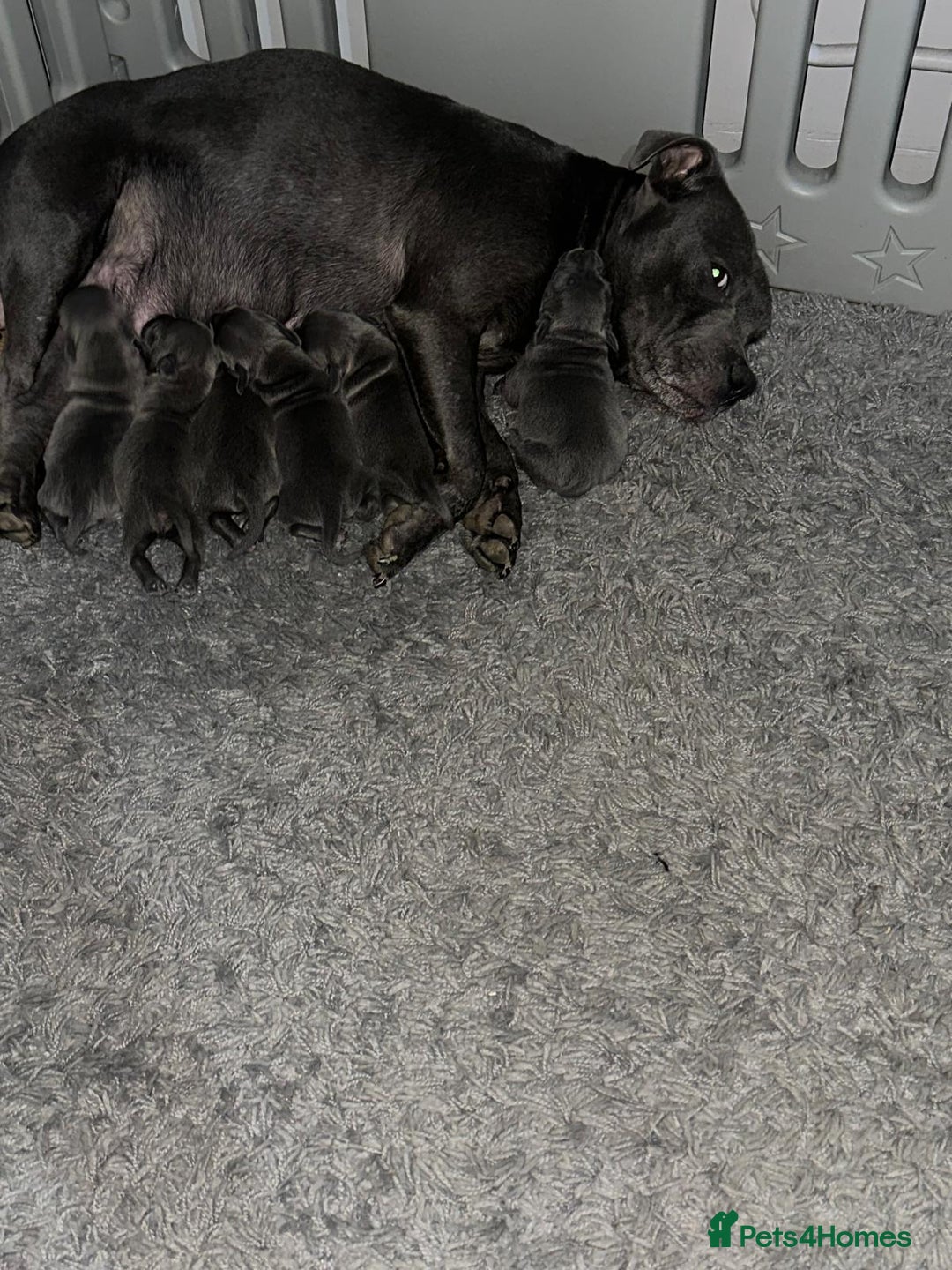 Staffordshire Bull Terrier dogs for sale: 6 Stunning Blue Staffordshire Bull Terrier pups 💙 - Advert 24