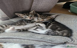 Mixed Breed cats for sale: 🐾 Emma & Bianca – Bengal Mix Sisters 🐾 - Image 5