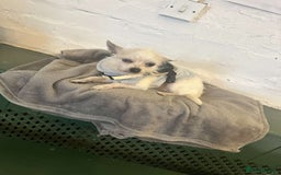 Chiweenie dogs for sale: One beautiful girl left  - Image 4