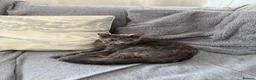 British Shorthair cats for sale: 2 kittens for sale  - Advert 2