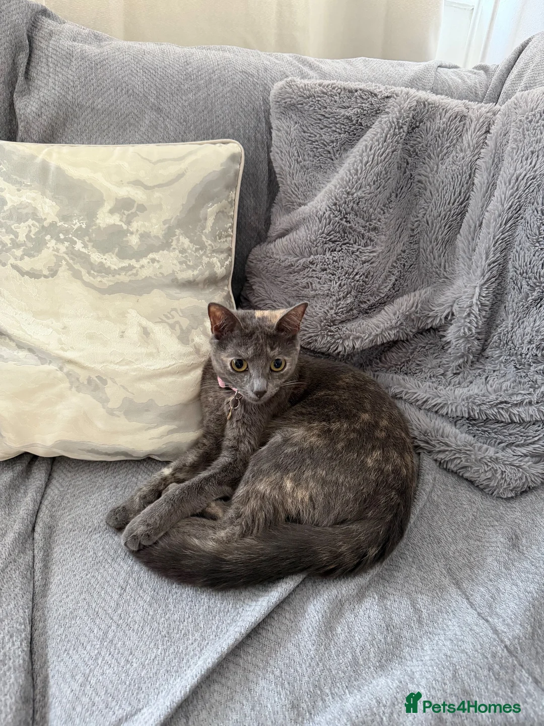British Shorthair cats for sale: 2 kittens for sale  - Advert 2