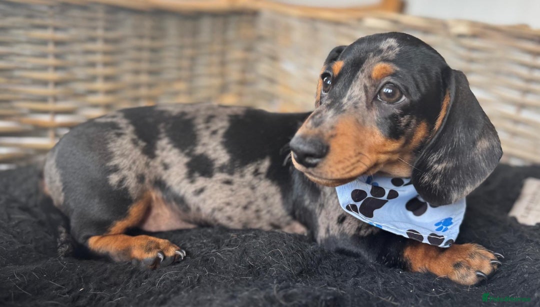 Miniature Dachshund dogs for sale: 🐾Ready to go!!! Reduced KC, Puppies.🐾 - Image 4