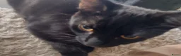Mixed Breed cats for sale: 3 boys 1 girl - Advert 11