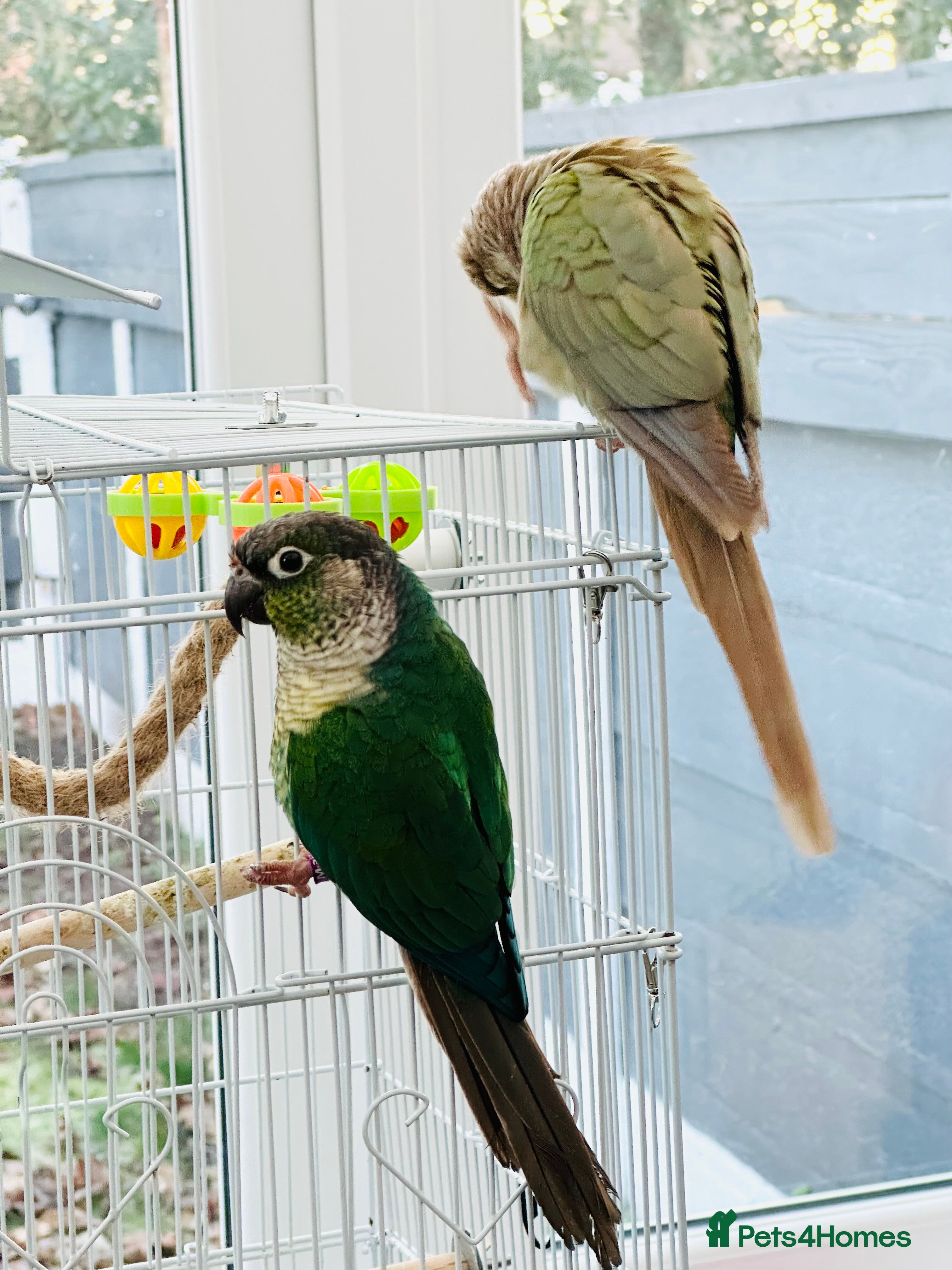 Conures birds Green Cheeked Blue Conure  - Advert 4