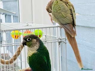 Conures birds Green Cheeked Blue Conure - Advert 18