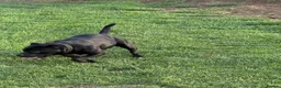 Staffordshire Bull Terrier dogs for sale: KC Black Puppies Ready Now - Advert 30