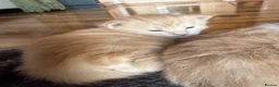 Maine Coon cats for sale: Maine Coon Kittens  - Advert 4