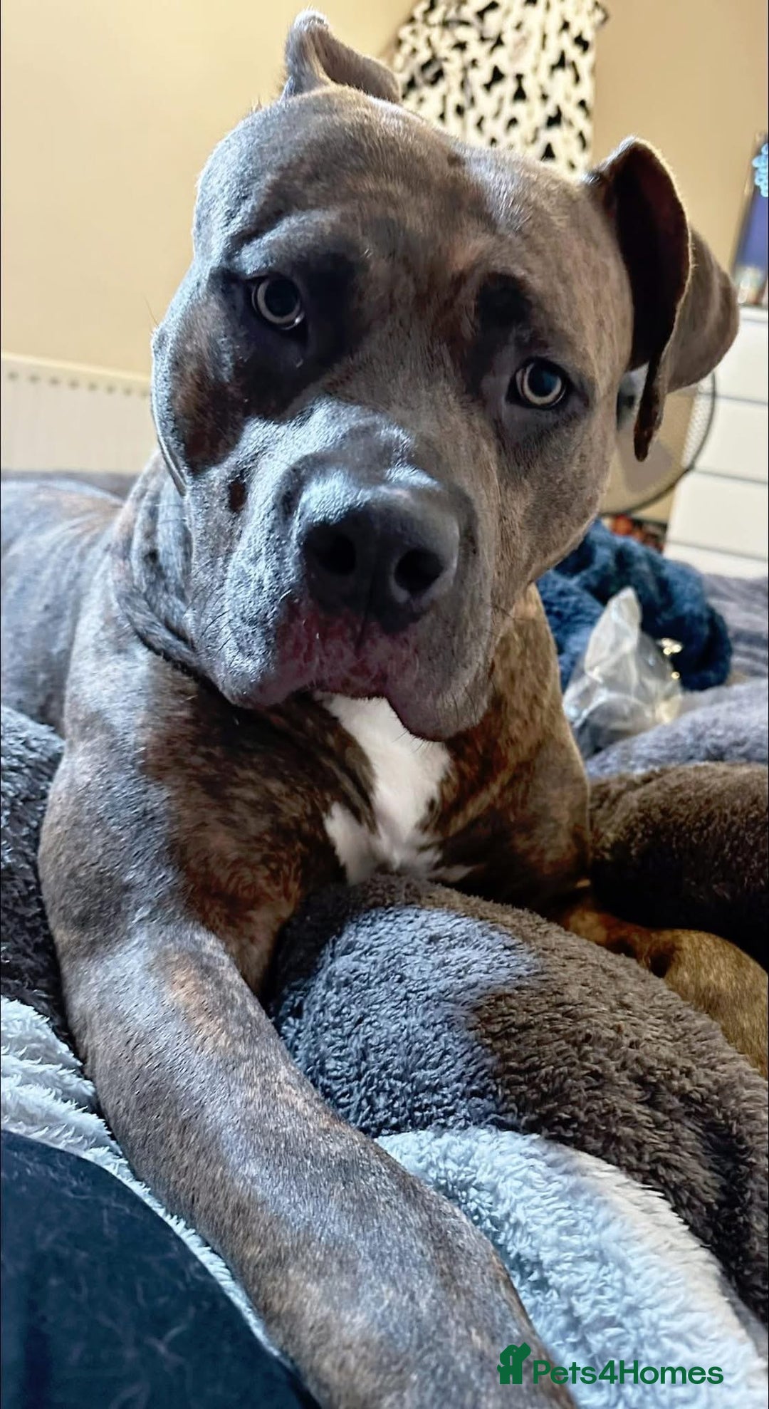 American Bulldog dogs for sale: This is Bonnie  - Advert 4