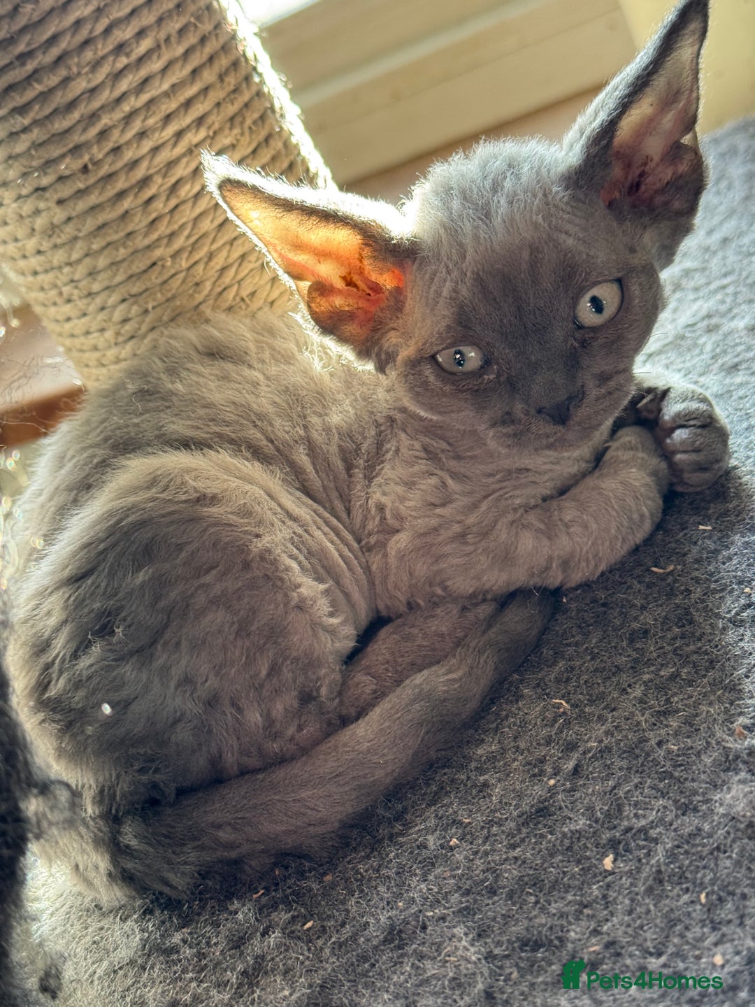 Devon Rex cats for sale: 3 gorgeous Devon Rex kittens - Advert 4