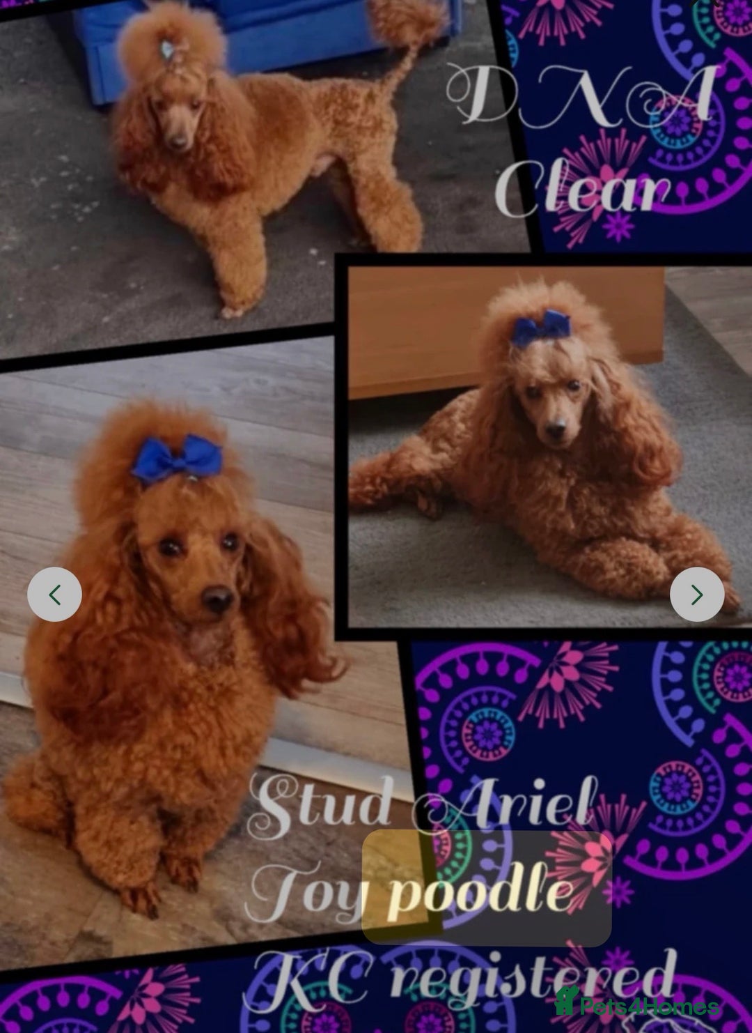 Maltipoo dogs for sale: Small Maltipoo puppy’s - Advert 23