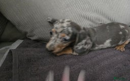 Miniature Dachshund dogs for sale: REDUCED !! Miniature dachshund puppies kc reg   - Image 34