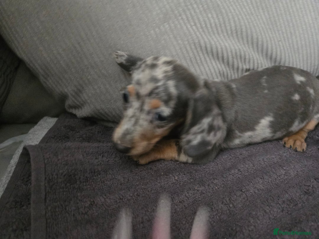 Miniature Dachshund dogs for sale: REDUCED !! Miniature dachshund puppies kc reg   - Image 34