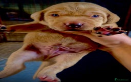 Mixed Breed dogs for sale: Labrador x visla (Vislador) puppies 6 girlies  - Image 2