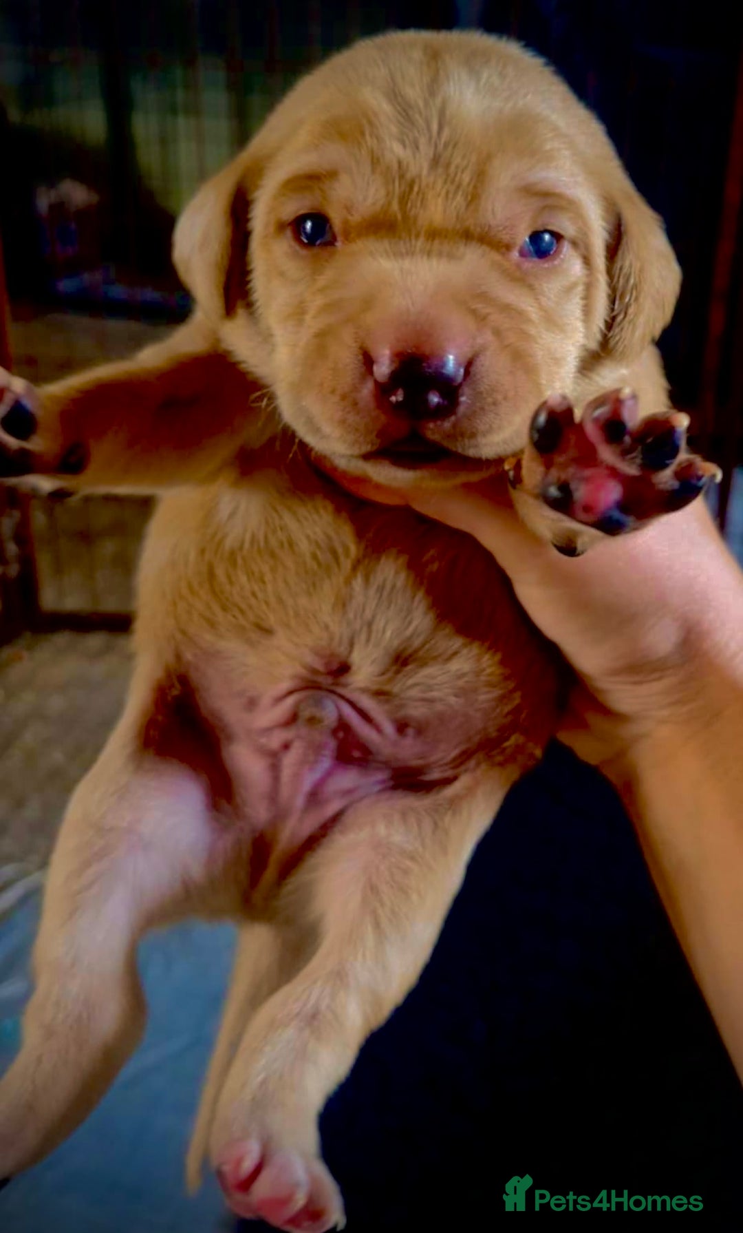 Mixed Breed dogs for sale: Labrador x visla (Vislador) puppies 6 girlies  - Image 2