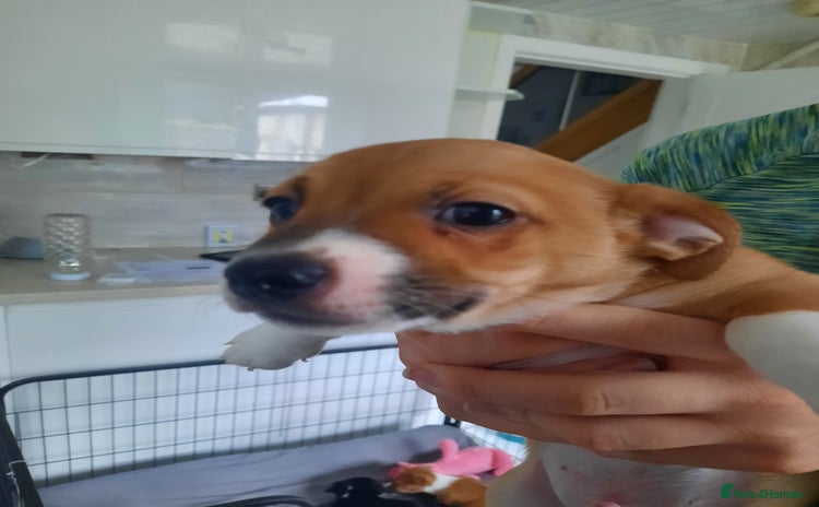 Jack Russell dogs - Advert 16