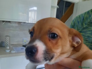 Jack Russell dogs - Advert 17