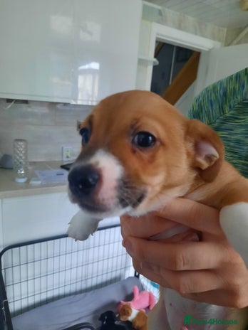 Jack Russell dogs - Advert 16