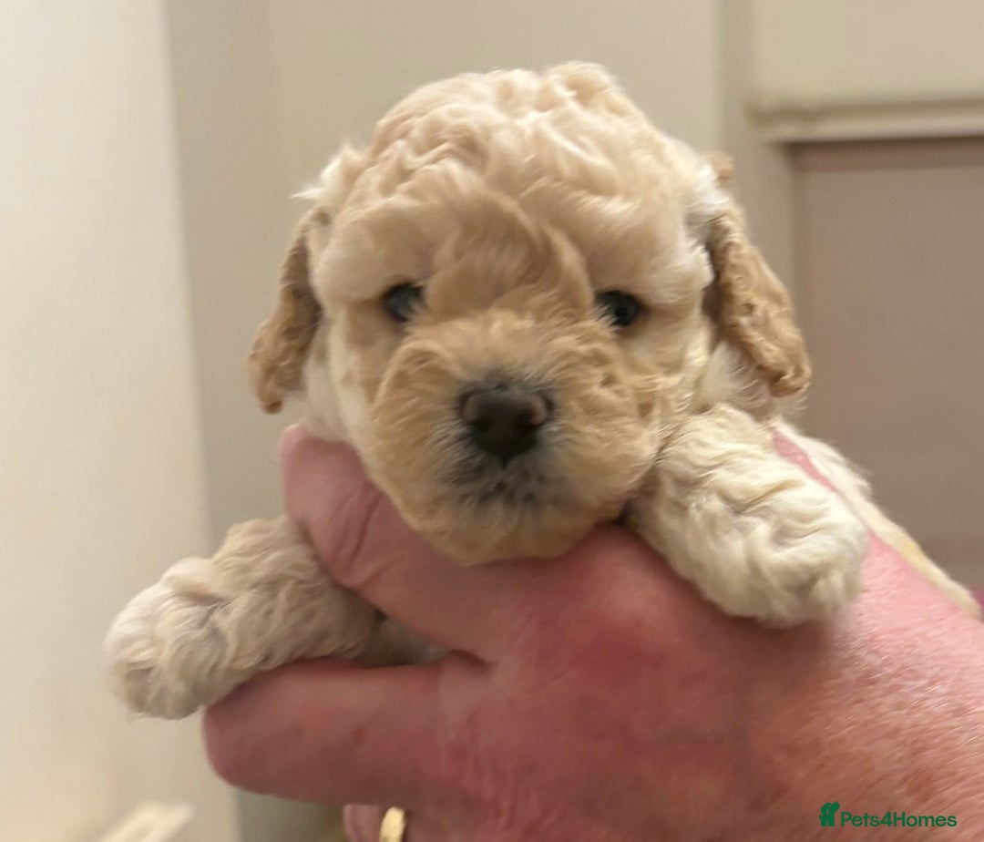 Toy Poodle dogs for sale: KC Registered Toy Poodle Puppies - Advert 6