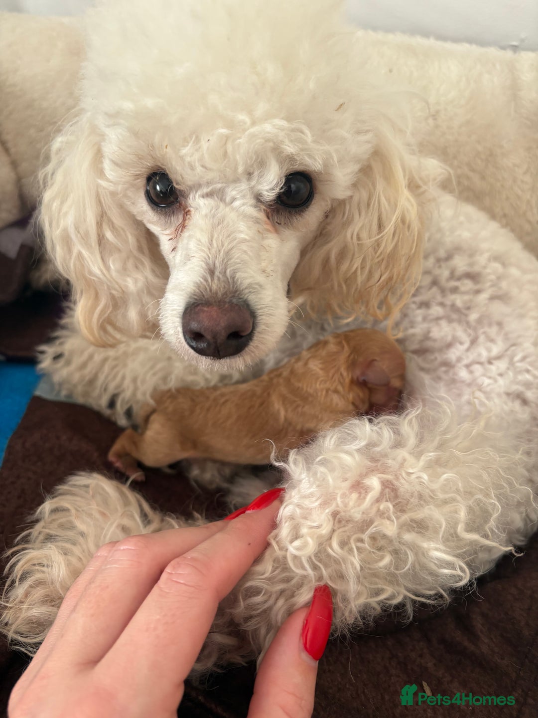 Toy Poodle dogs for sale: Super tiny toy poodle  - Advert 2
