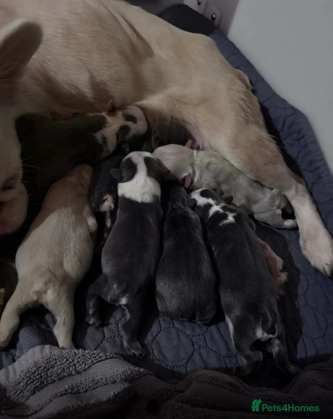 French Bulldog dogs for sale: French bulldog puppies  - Advert 28