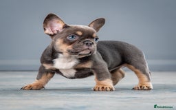 French Bulldog dogs for sale: French bulldogs 2 LEFT AVAILABLE  - Image 4
