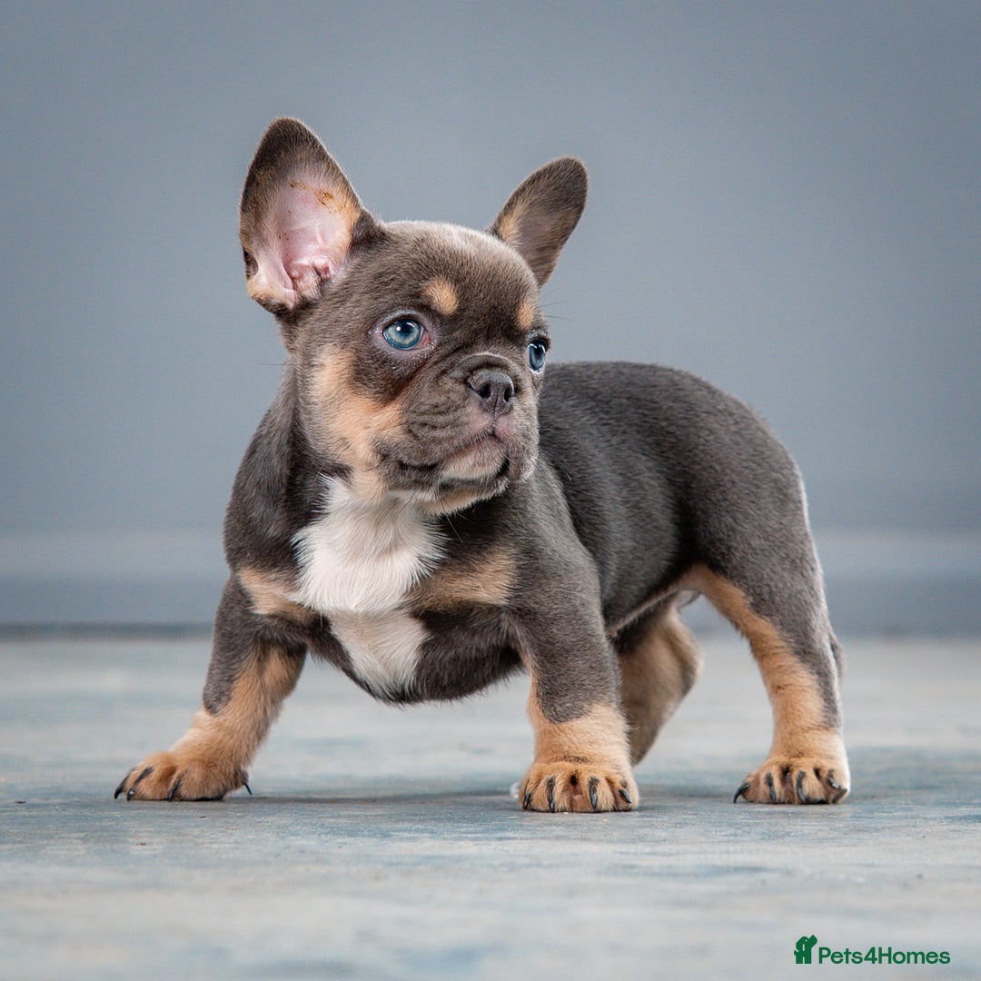 French Bulldog dogs for sale: French bulldogs 2 LEFT AVAILABLE  - Image 4