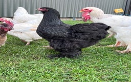 Hens poultry for sale: Beautiful Brahmas 4hens & 3 stunning cockerels  - Image 1