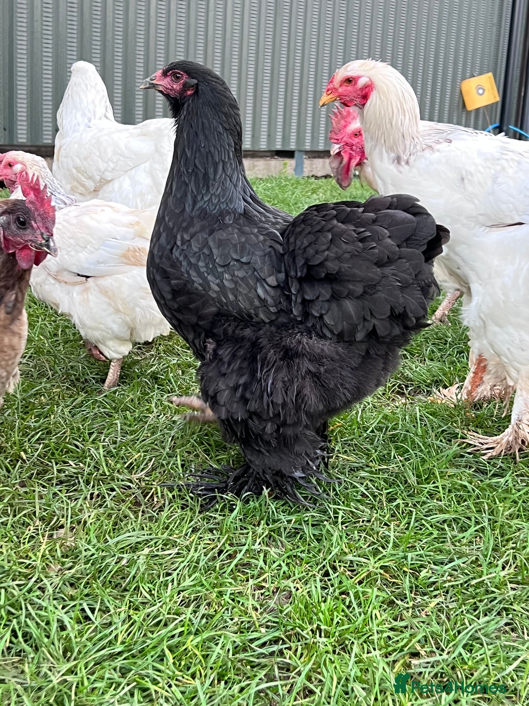Hens poultry for sale: Beautiful Brahmas 4hens & 3 stunning cockerels  - Image 1