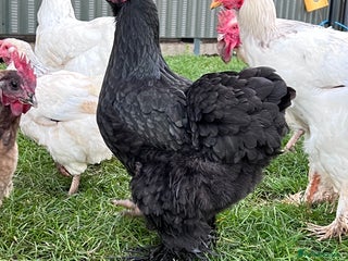 Hens poultry Beautiful Brahmas 4hens & 3 stunning cockerels - Advert 6