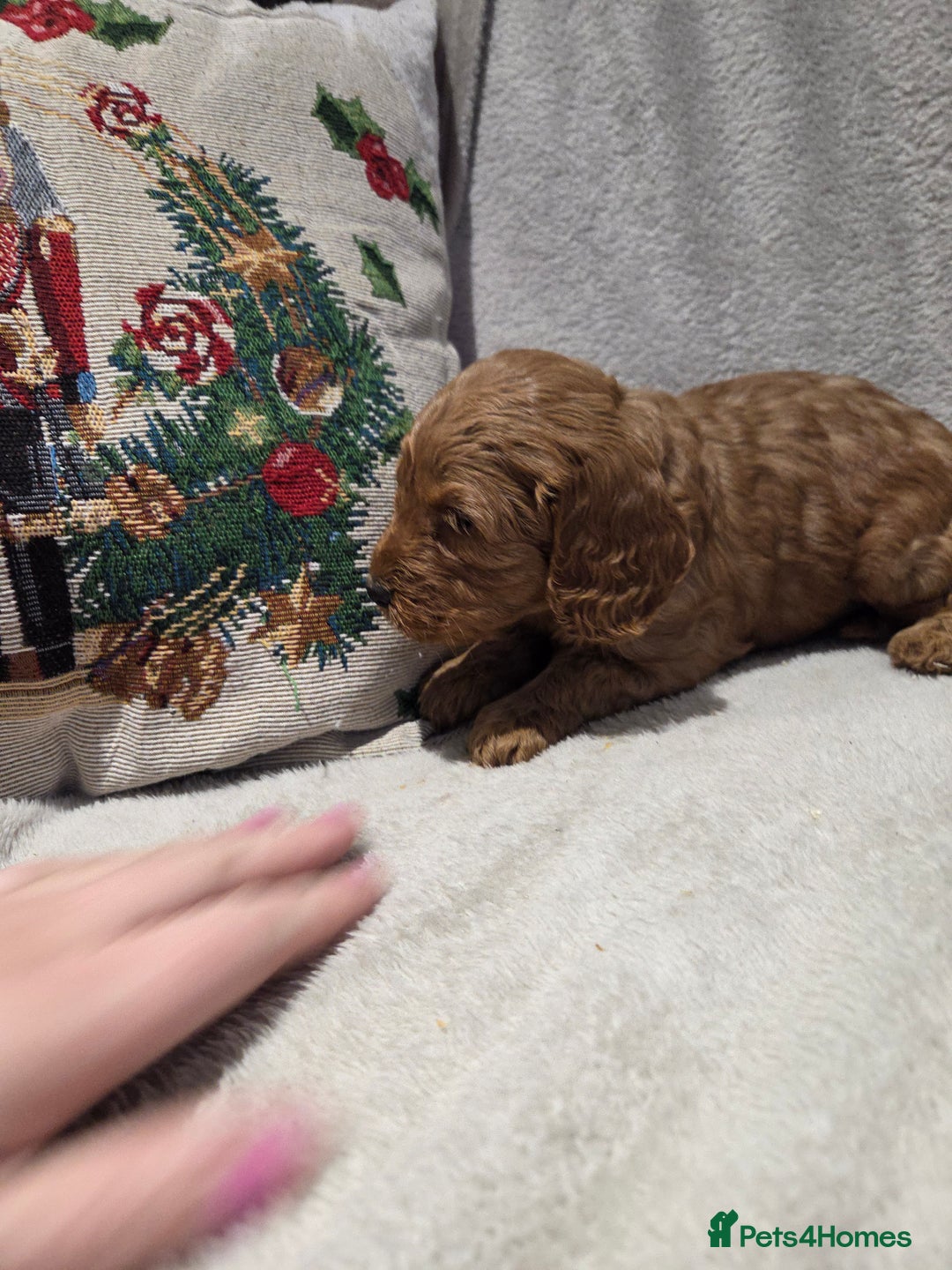 Cockapoo dogs for sale: Cockapoo puppys - Advert 6