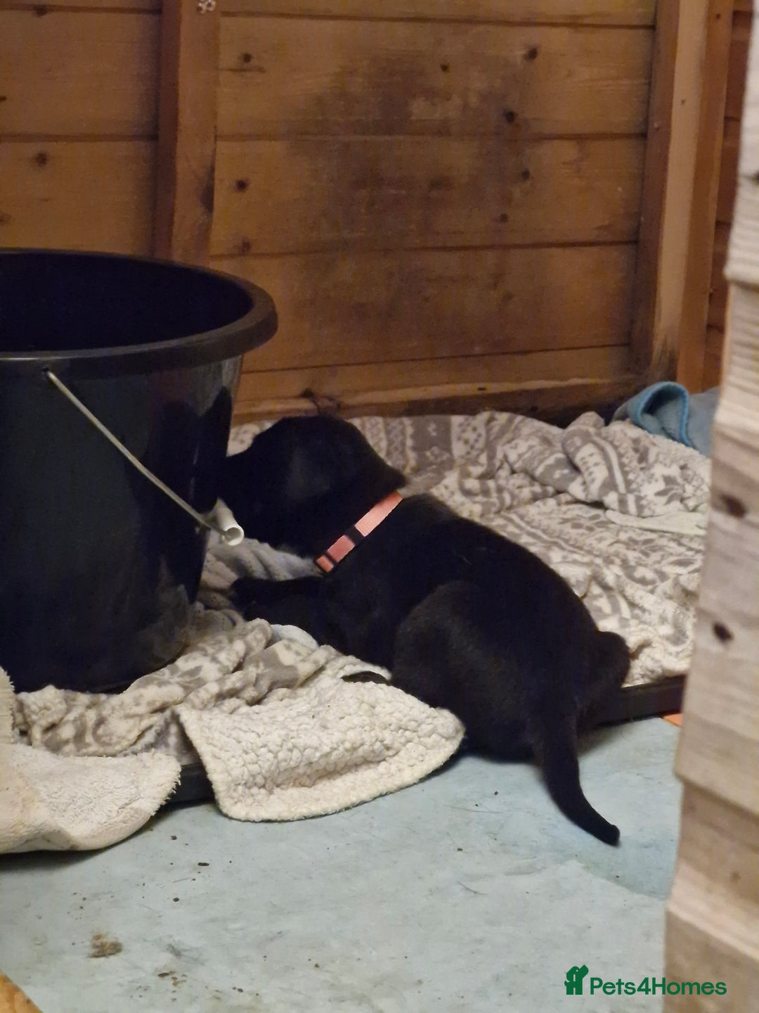Mixed Breed dogs for sale: Dalmatian shepherd  - Image 5