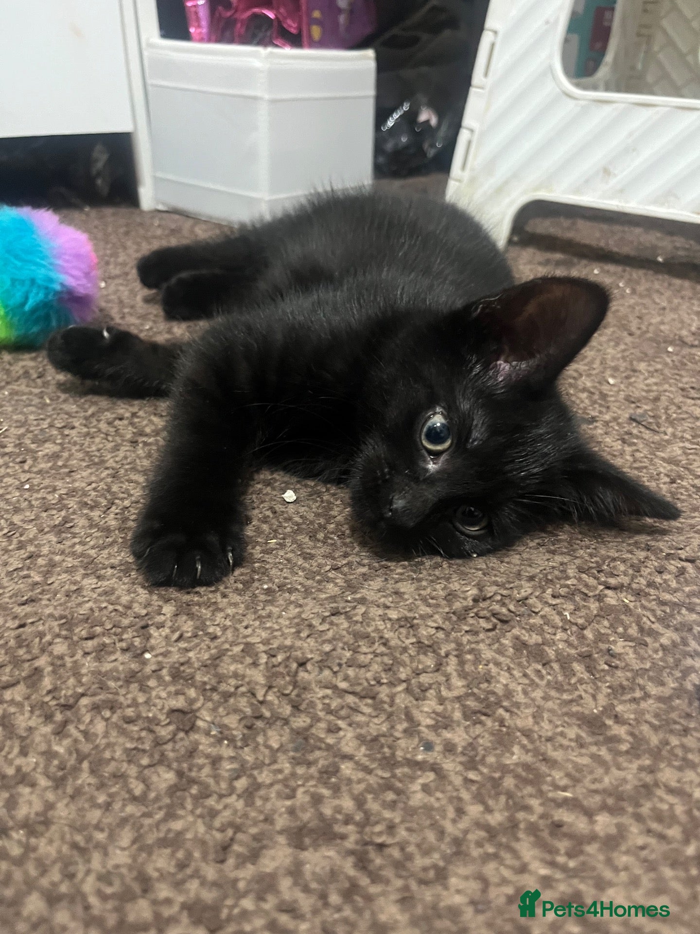 Domestic Shorthair cats for sale: Adorable black short haired domestic kitten  - Advert 6