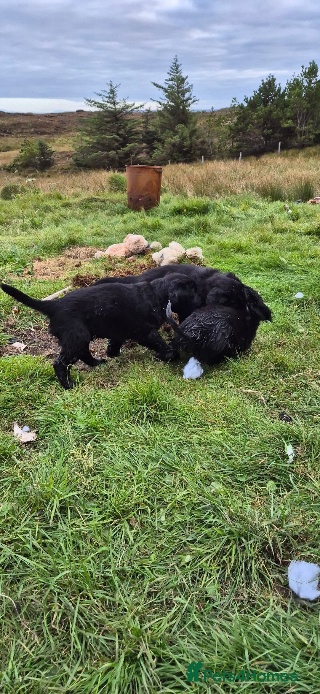 Flat coated Retriever dogs for sale: Flat coat retriever  - Image 17