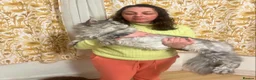 Maine Coon cats for sale: Purebred Maine Coon Kittens, TICA registered - Advert 3