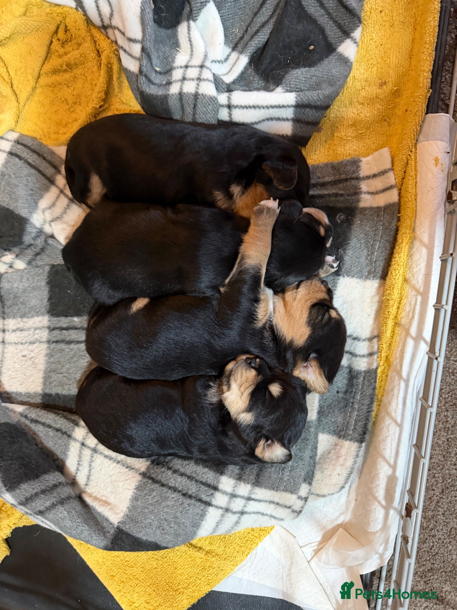Mixed Breed dogs 3 cavapoochon x Jorkie pups - Advert 6