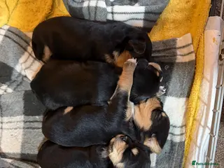Mixed Breed dogs 3 cavapoochon x Jorkie pups - Advert 2