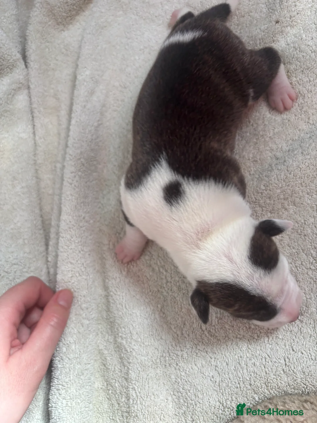 Mixed Breed dogs for sale: Staffy cross/ collie bull greyhound  in Saltburn-by-the-Sea - Advert 2