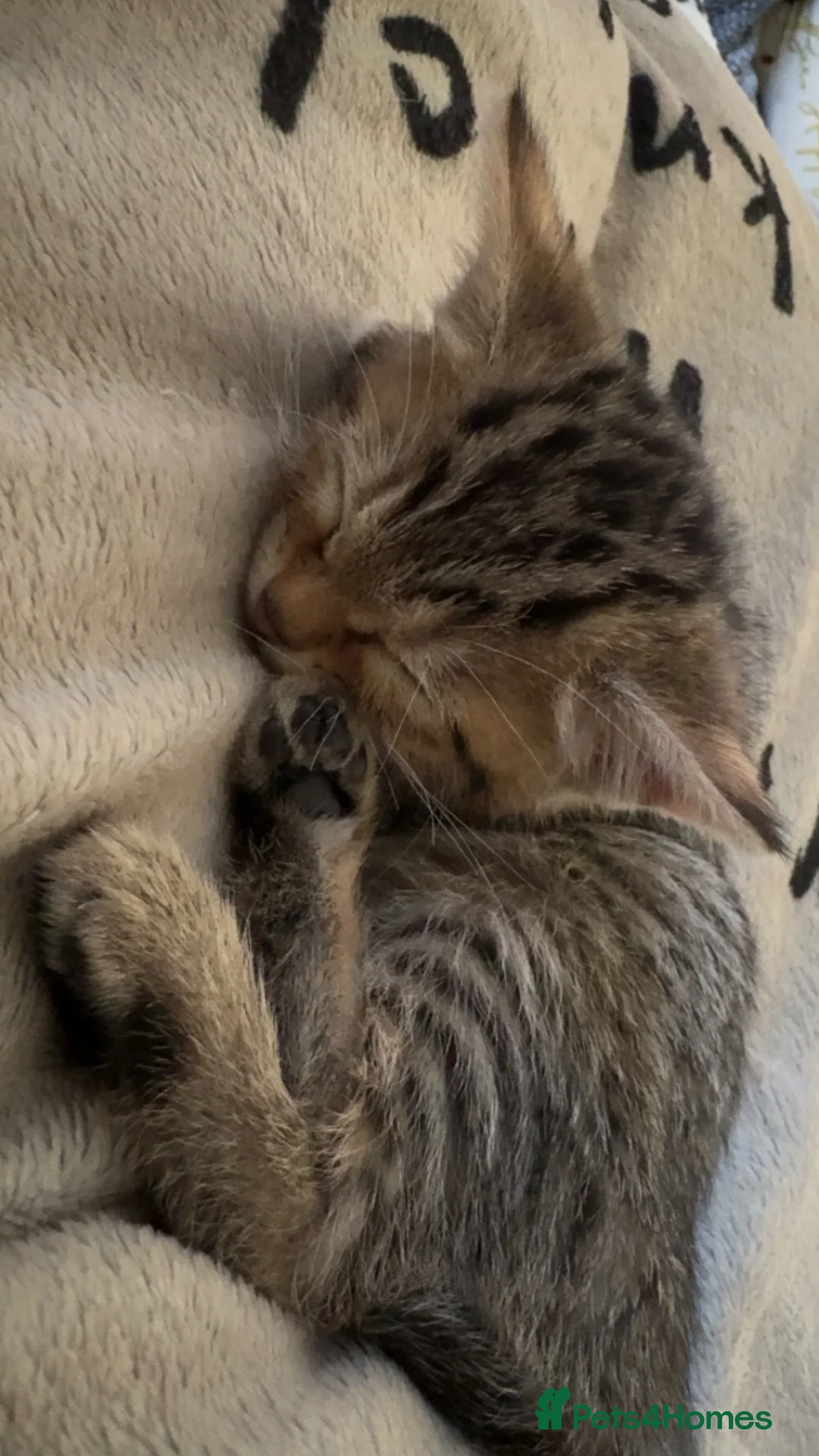 Bengal cats for sale: Cashmere bengals - Advert 2