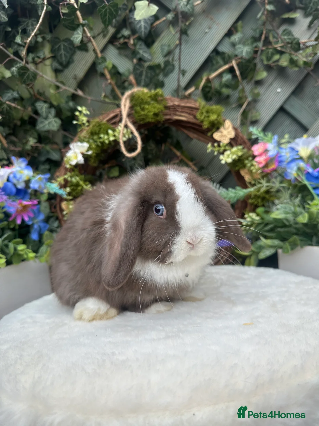 Mini Lop rabbits for sale: Beautiful Baby Mini Lops - Advert 5