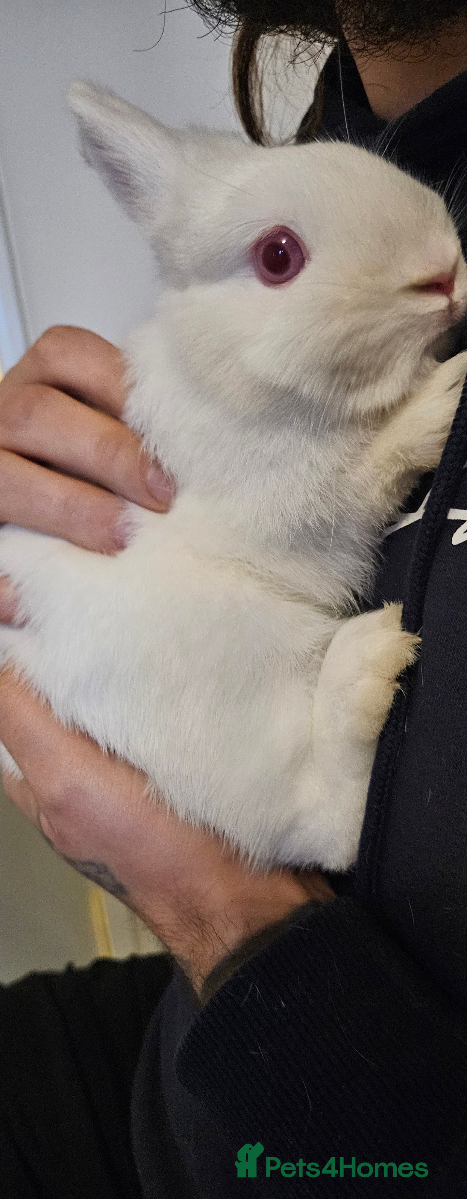 Netherland Dwarf rabbits Netherland dwarf - Advert 10