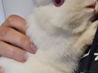 Netherland Dwarf rabbits Netherland dwarf - Advert 9