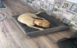 Labrador Retriever dogs for sale: A very gorgeous yellow therapy dog  - Image 10