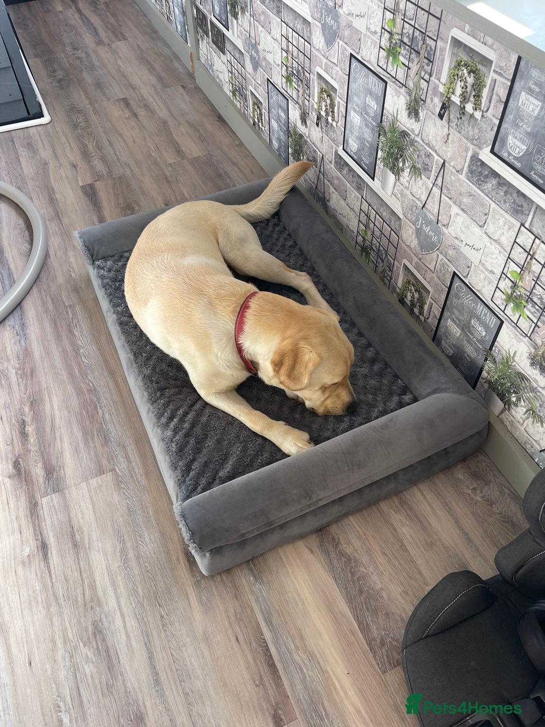 Labrador Retriever dogs for sale: A very gorgeous yellow therapy dog  - Image 10